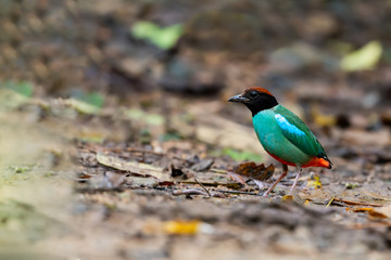 Green pitta bird,migratory bird.Hooded pitta  bird  standing on ground forest with natural blurred background,side view..