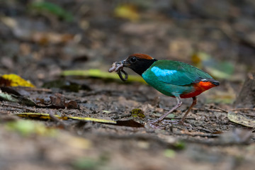 Green pitta bird,migratory bird.Hooded pitta  bird holding earth worm in beak standing on ground forest with sunlight background..