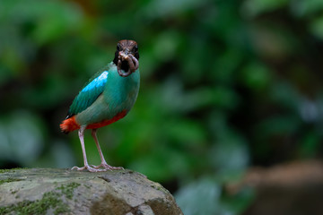 Green pitta bird  looking at camer.Hooded pitta  bird holding earth worm in beak standing on rock  with natural blurred background..