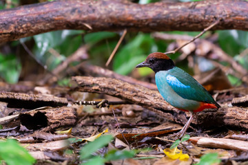 Green pitta bird,migratory bird.Hooded pitta  bird  standing on ground forest with natural blurred background,side view..