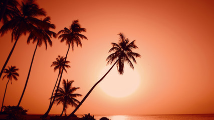 Fototapeta na wymiar Red dusk on the palm island. Amazing palm trees island Dominican Republic. Big red sun on palm tree background hiding behind horizon reflecting its mark on the sea. Nature palms island dusk fond 