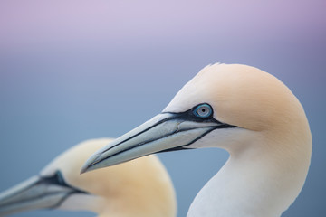 Northern gannet (Morus bassanus) portrait in Helgoland island, Germany. Plain blue sea background.