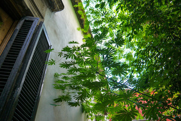 japanese gardens in Buenos Aires