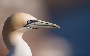 Northern gannet (Morus bassanus) portrait in Helgoland island, Germany. Looking straight ahead.