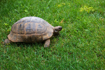 turtle on the grass