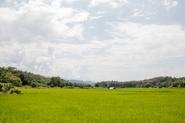 Rice Field in north of Thailand