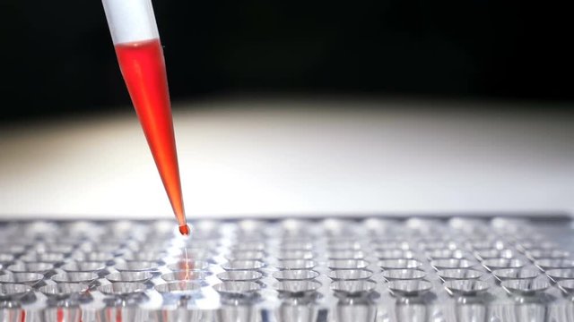 researcher pipetts samples in well microplate. medical test of blood or dna.