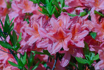 Rhododendron inflorescence on a bush with green leaves