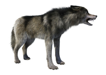 3D Rendering Gray Wolf on White