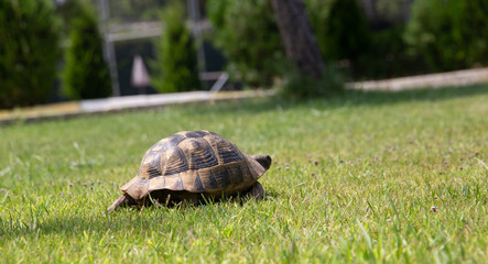 Tortoise walking on the grass