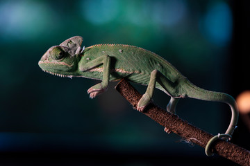 Closed up Veiled Chameleon on the branch with beautiful bokeh. Exotic Tropical reptile and pet.  Skin slough off.