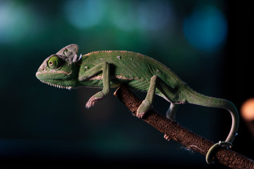 Closed up Veiled Chameleon on the branch with beautiful bokeh. Exotic Tropical reptile and pet.  Skin slough off.