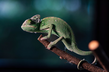 Closed up Veiled Chameleon on the branch with beautiful bokeh. Exotic Tropical reptile and pet.  Skin slough off.