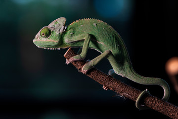 Closed up Veiled Chameleon on the branch with beautiful bokeh. Exotic Tropical reptile and pet.  Skin slough off.