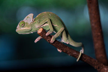 Closed up Veiled Chameleon on the branch with beautiful bokeh. Exotic Tropical reptile and pet.  Skin slough off.