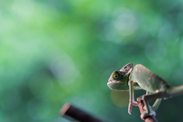 Veiled Chameleon with look back funny action on the branch with beautiful bokeh. Exotic Tropical reptile and pet.  Skin slough off.