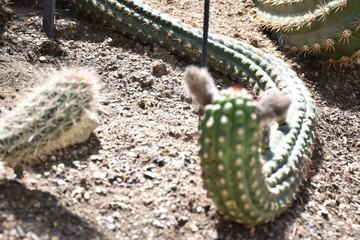 Cactus, snake