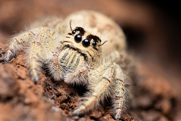 jumping spider on a branch. A exotic invertebrate species on a close up horizontal picture. 