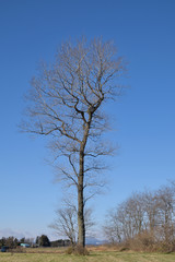 Fototapeta na wymiar Naked tree in the sunlight