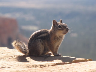 Goldmantelziesel im Bryce Canyon