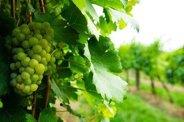 bunch of white grape hanging on vine plant at vinery