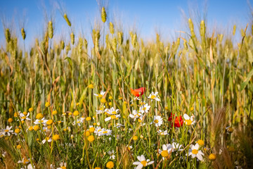 Wild flowers surrounded by wheat spikes in summer. Murgia, Apulia region, Italy