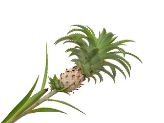 Beautiful small pineapple  on white background.