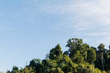 big trees with clear blue sky background