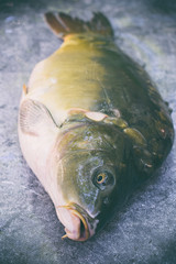 Large mirror carp on a dark background. Fresh river fish ready for cooking.