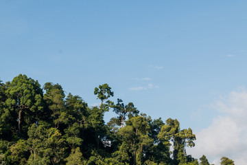 Obraz premium big trees with clear blue sky background