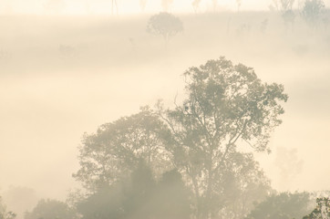Morning sky in the national park forest with blurred pattern background