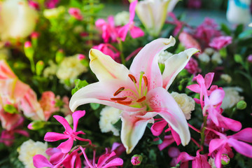 pink lily in the garden
