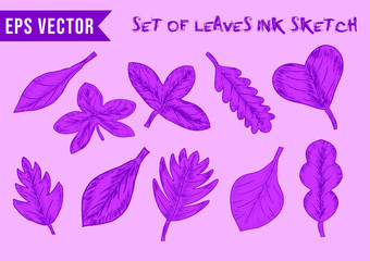 Set Of Pink Leaves With Ink Sketch