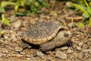 Baby snapping turtle - Chelydra serpentina