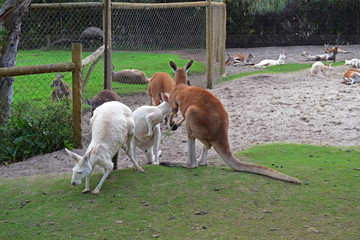 Kangaroo, Caversham Wildlife Park, Perth, Australia