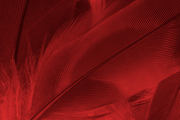 Beautiful red feather pattern texture background 