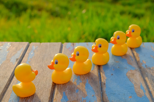 Leadership concept with yellow  plastic ducks leading  during beautiful sunrise .