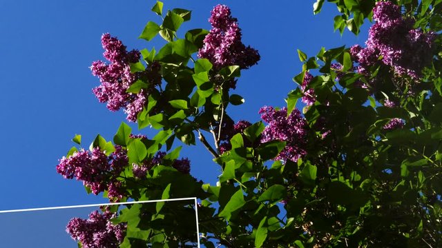Springtime elegant slideshow with different creative transitions between photos. Lilac and first buds in the trees