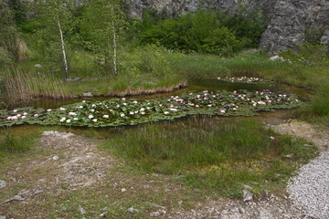 Water lilies in a pond in botanical garden in Stramberk in Czech republic