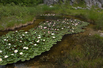 Water lilies in a pond in botanical garden in Stramberk in Czech republic