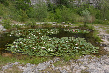 Water lilies in a pond in botanical garden in Stramberk in Czech republic