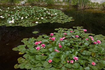 Fototapeta premium Water lilies in a pond in botanical garden in Stramberk in Czech republic