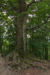Giant tree at castle ruin Sostyn near Koprivnice in Czech republic