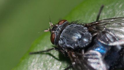 Closeup macro image of bluebottle fly / blow fly (Calliphoridae) on a green leaf in summer
