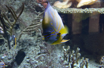 Tropical fish in aquarium in Berlin