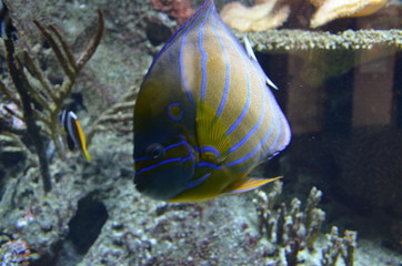 Obraz premium Tropical fish in aquarium in Berlin