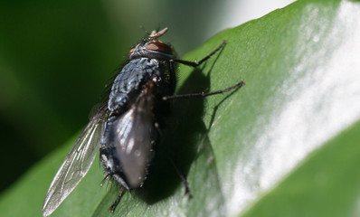 Closeup macro image of bluebottle fly / blow fly (Calliphoridae) on a green leaf in summer