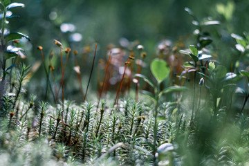 Polytrichum is a genus of mosses — commonly called haircap moss or hair moss on forest floor like