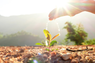 Hand nurturing and watering young baby plants growing in germination sequence on fertile soil at...