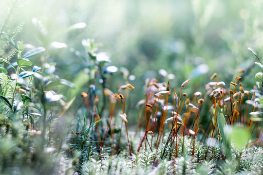 Polytrichum is a genus of mosses — commonly called haircap moss or hair moss on forest floor like